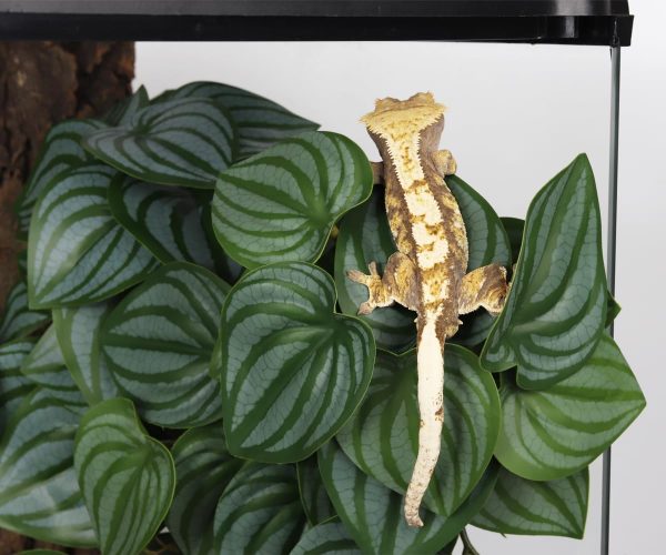 Reptile Plants for Terrarium, Amphibian Habitat Decor Artificial Hanging Plants with Suction Cup - Fake Calathea Orbifolia - Image 7