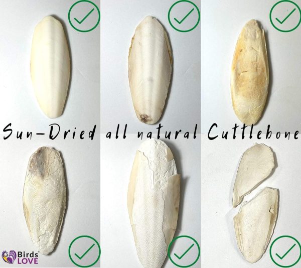 Birds LOVE Natural Cuttlebone – Premium Calcium for Cockatiel, Parrots, Tortoise, Snails, Crabs and Chinchillas - Pure Cuttlebone for Birds - Parakeet Food and Bird Treats - 2 Pack, Size 3.5 to 4" - Image 7