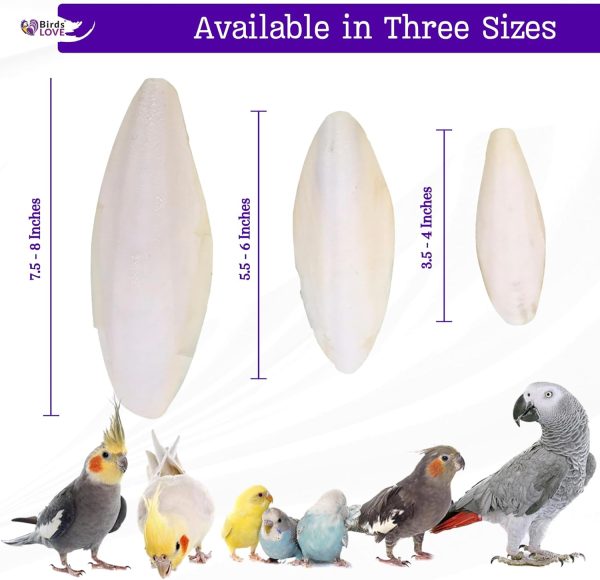 Birds LOVE Natural Cuttlebone – Premium Calcium for Cockatiel, Parrots, Tortoise, Snails, Crabs and Chinchillas - Pure Cuttlebone for Birds - Parakeet Food and Bird Treats - 2 Pack, Size 3.5 to 4" - Image 3