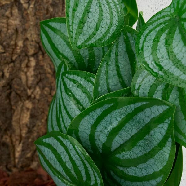 Reptile Plants for Terrarium, Amphibian Habitat Decor Artificial Hanging Plants with Suction Cup - Fake Calathea Orbifolia - Image 5