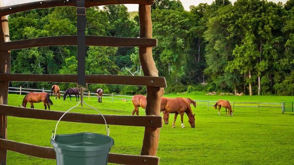 Adjustable Nylon Bucket Strap （3 Pack）- for Hay Nets, Water Buckets, Hanging Strap,Horse Outdoor Feeders,Heavy Duty Horse Water Feed, 30" (Black) - Image 6