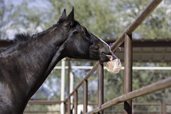 Horsemen's Pride Himalayan Salt Block on Rope for Horses, 4.4 Pounds, SS44 - Image 2