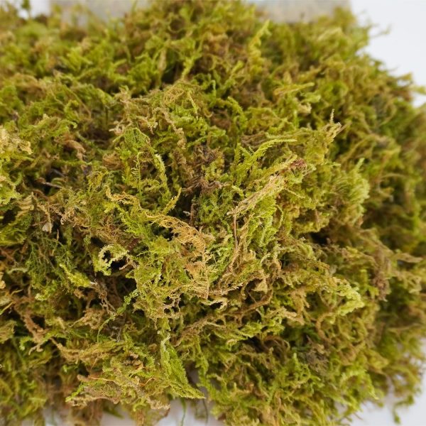 3.5oz Pure Natural Reptile Moss for Humidity, Great for Snakes, Turtle and Other Reptiles, Good for Terrariums for Reptiles & Amphibians - Image 5