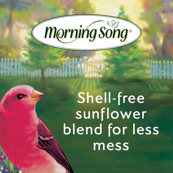 Morning Song Clean & Free Shell Free Wild Bird Food, Premium No Mess Bird Seed for Outside Feeders, 10-Pound Bag - Image 4