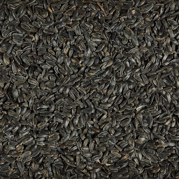 Kaytee Wild Bird Black Oil Sunflower Food, 5 Pounds - Image 4