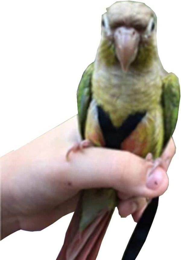 Adjustable Birds Harness and Leash Parrot Harness Leash Training Supplies Pet Anti-bite Outdoor Flying Rope for Conures Budgerigar Lovebird Cockatiel Mynah (M, Black) - Image 5