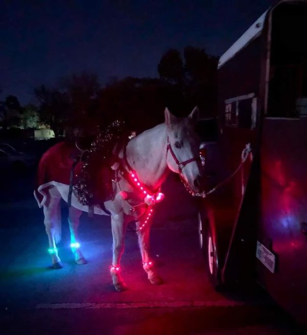 LED Horse Breastplate Collar, 7 Colors in 1 Light up Horse Tack, USB Rechargeable LED Horse Harness - Added Visibility & Safety for Night Horse Riding - Image 7