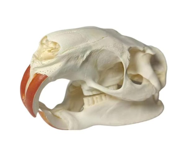 FgriD Taxidermy Real Animals Skulls, Real Bones Specimen, Taxidermy Supplies for Science Education, Christmas Gifts，Special Gift (Coypu)