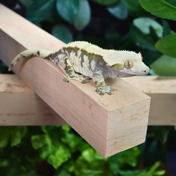 GECKOPIA Reptile Flex Bridge| Reptile Bridge | Gecko Bridge | Gecko Ledge | Reptile Vine | Reptile Terrarium Decoration | Reptile Branch Alternative (Black) - Image 2