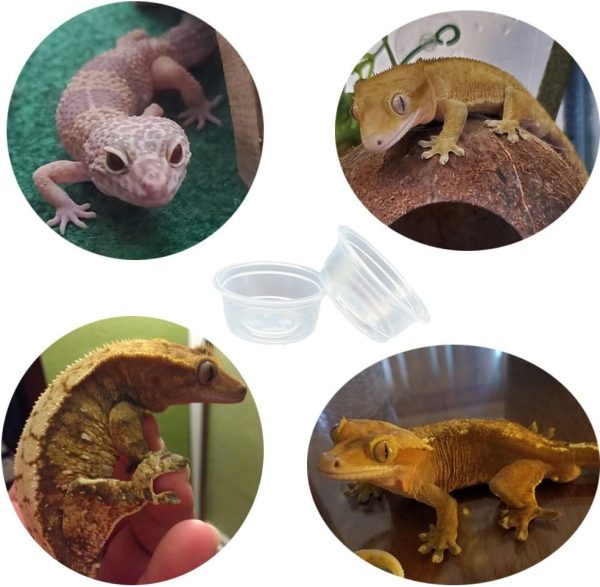 100 pcs Small Gecko Food and Water Cups Plastic Reptile Feeding Bowls Ledge Accessories for Crested Gecko Lizards Small Pets, 0.5 oz - Image 5