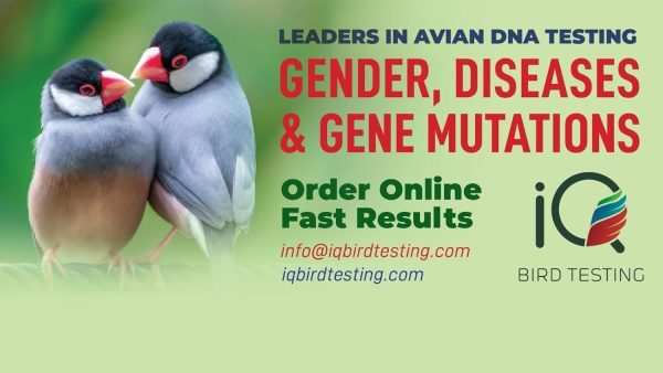 Birds Test Kit - Bird sexing test sample collection kit - Trusted Florida Lab Service