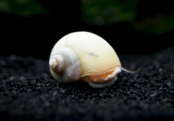 Aquatic Arts 5 Live Ivory Mystery Snails for Freshwater Aquarium | Real Living Glass Fish Tank Clearer | Nano Pets | Natural Decorations - Image 3