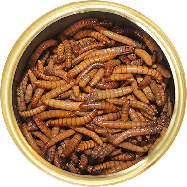 Canned Mealworms (1.2 oz.) - Healthy High Protein Insect Treat - Hedgehogs, Sugar Gliders, Reptiles, Wild Birds, Chickens, Lizards, Bearded Dragons, Skunks, Opossums, Fish, Amphibians, Turtles - Image 2