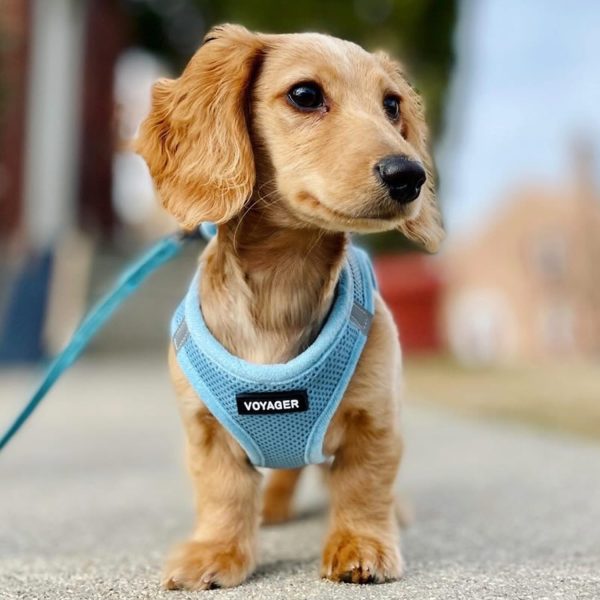 Voyager Step-in Air Dog Harness - All Weather Mesh, Reflective, No Pull Harness for Small, Medium Dogs, Cats - Secure with Hook & Loop Fastener, Buckle, Double D-Rings - Baby Blue, M - Image 8