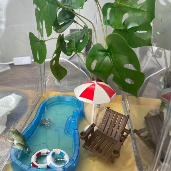 Tree Frog Tank Accessories - Novelty Pool Theme Set Turtle Habitat Decoration Reptile Water Food Bowl for Amphibian Aquatic Frog Toad Lizard Leopard Gecko Hermit Crabs Snake Spider Scorpion (Pool Set) - Image 8