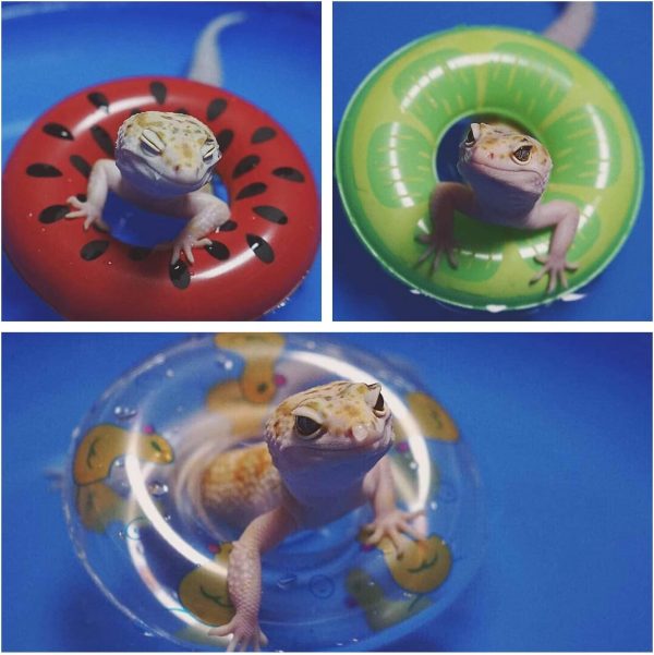 Bearded Dragon Swimming Pool with Inflatable Float Set - Foldable Collapsible Bathing Cooling Pool Bath Tub Reptile Collar Ring for Lizard Amphibians Grooming Health Supplies (30x10cm(11.8''x3.9'')) - Image 7