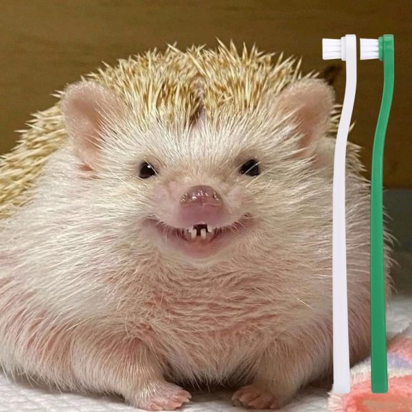 2 Pcs Pet Toothbrush for Hedgehog Small Animal Toothbrush Mini Head Soft Bristles Gentle Pet Toothbrush for Small Pets Dental Care Hedgehog Supplies Hedgehog Grooming Accessories (2 Pack) - Image 6