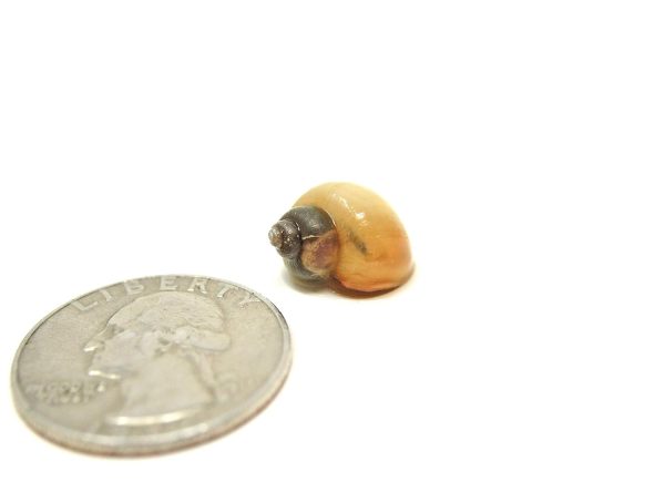 Aquatic Arts 5 Live Ivory Mystery Snails for Freshwater Aquarium | Real Living Glass Fish Tank Clearer | Nano Pets | Natural Decorations - Image 14