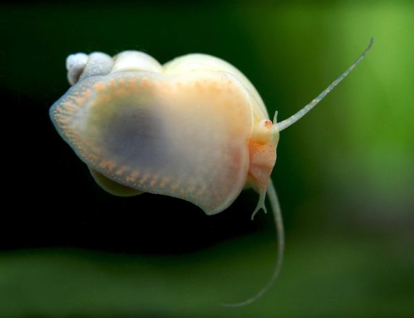 Aquatic Arts 5 Live Ivory Mystery Snails for Freshwater Aquarium | Real Living Glass Fish Tank Clearer | Nano Pets | Natural Decorations - Image 9