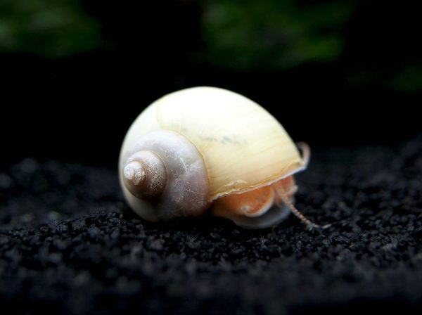 Aquatic Arts 5 Live Ivory Mystery Snails for Freshwater Aquarium | Real Living Glass Fish Tank Clearer | Nano Pets | Natural Decorations - Image 7