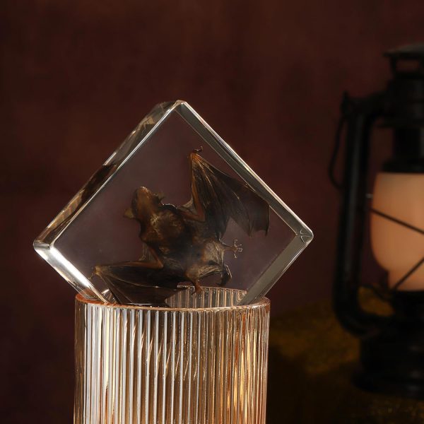 Taxidermy Bat, Real Bat Specimens Animal Specimen in Resin for Science Classroom Science Education, Great Gift for Fans of Taxidermy, Animal Skull, Oddities, Biology(3 x 3 x 1 inch) - Image 3