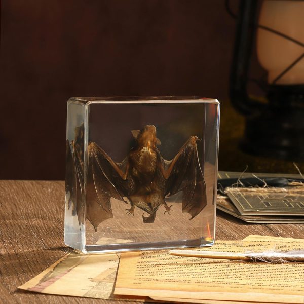 Taxidermy Bat, Real Bat Specimens Animal Specimen in Resin for Science Classroom Science Education, Great Gift for Fans of Taxidermy, Animal Skull, Oddities, Biology(3 x 3 x 1 inch)