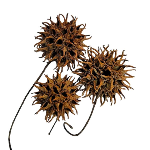 Sweet Gum Tree Seed Pods for Reptiles, Amphibians, Isopds, Terrarium, Bioactive Enclosures, 20 Count of Large 1" - 1.5" Natural and Organic Hand Collected Spikey Balls - Image 2