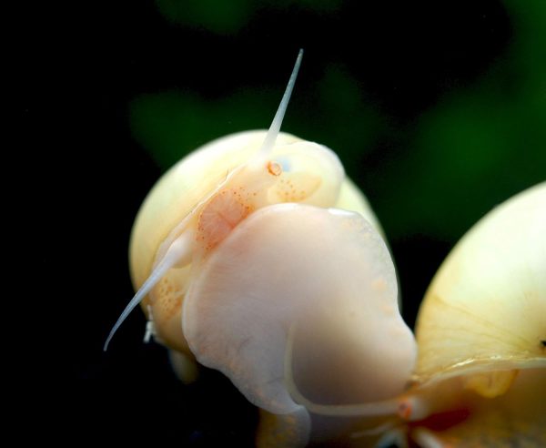 Aquatic Arts 5 Live Ivory Mystery Snails for Freshwater Aquarium | Real Living Glass Fish Tank Clearer | Nano Pets | Natural Decorations - Image 6