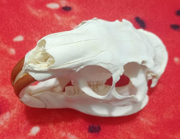 FgriD Taxidermy Real Animals Skulls, Real Bones Specimen, Taxidermy Supplies for Science Education, Christmas Gifts，Special Gift (Coypu) - Image 4