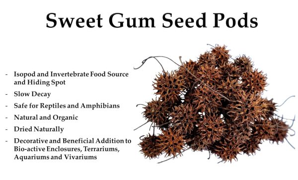 Sweet Gum Tree Seed Pods for Reptiles, Amphibians, Isopds, Terrarium, Bioactive Enclosures, 20 Count of Large 1" - 1.5" Natural and Organic Hand Collected Spikey Balls - Image 3