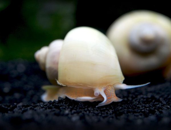 Aquatic Arts 5 Live Ivory Mystery Snails for Freshwater Aquarium | Real Living Glass Fish Tank Clearer | Nano Pets | Natural Decorations