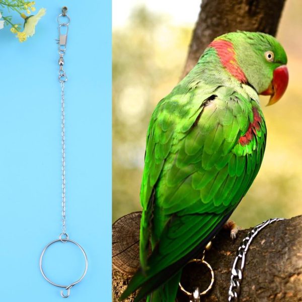 Bird Anklet Chain, Parrot Foot Ring Stainless Steel Bird Leash Parrot Opening Activity Ring Bird Stand Anklet Pet Bird Supplies for Nyasa Lovebird Cockatiel - Image 2