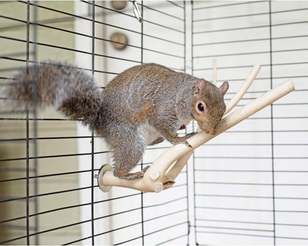 Multi-Branch Perch (Medium) - Durable Natural Climbing Branch Perch Cage Accessory - Sugar Gliders, Squirrels, Prairie Dogs, Degus, Marmosets, Monkeys, Parrots, Birds, Rats, Reptiles, Amphibians - Image 3