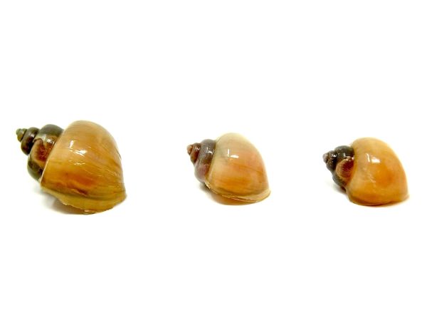 Aquatic Arts 5 Live Ivory Mystery Snails for Freshwater Aquarium | Real Living Glass Fish Tank Clearer | Nano Pets | Natural Decorations - Image 2