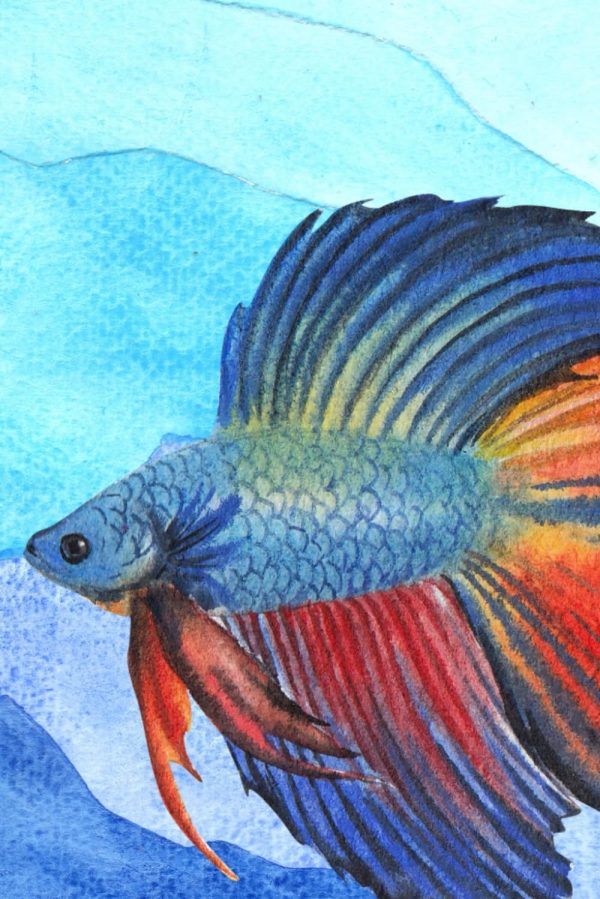 Betta Fish Journal for Fish Lovers Diary/Notebook - Betta Fish Pictures Inside! 6x9 120 Lined Pages