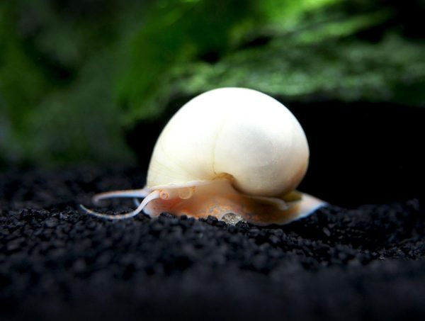 Aquatic Arts 5 Live Ivory Mystery Snails for Freshwater Aquarium | Real Living Glass Fish Tank Clearer | Nano Pets | Natural Decorations - Image 8