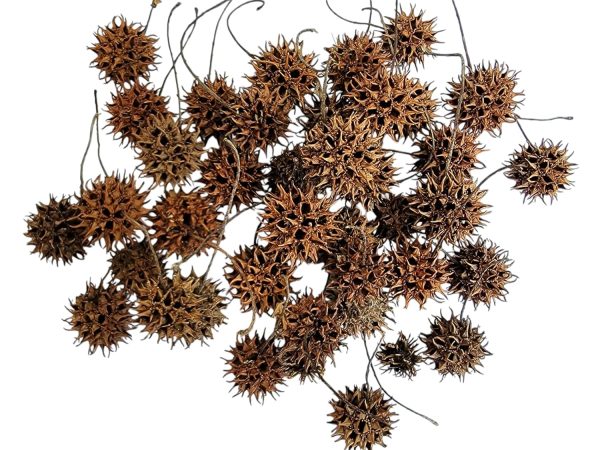 Sweet Gum Tree Seed Pods for Reptiles, Amphibians, Isopds, Terrarium, Bioactive Enclosures, 20 Count of Large 1" - 1.5" Natural and Organic Hand Collected Spikey Balls