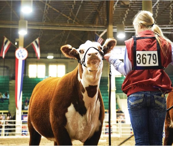 Weaver Leather Exhibitor Number Harness - Image 2