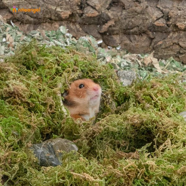 Niteangel 5L Forest Moss Soft Natural Moss Bedding Nesting for Dwarf Syrian Hamsters, Gerbils, mices, Degus or Other Small Animal - Image 4