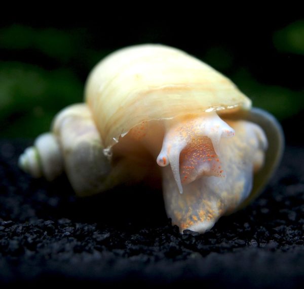 Aquatic Arts 5 Live Ivory Mystery Snails for Freshwater Aquarium | Real Living Glass Fish Tank Clearer | Nano Pets | Natural Decorations - Image 11