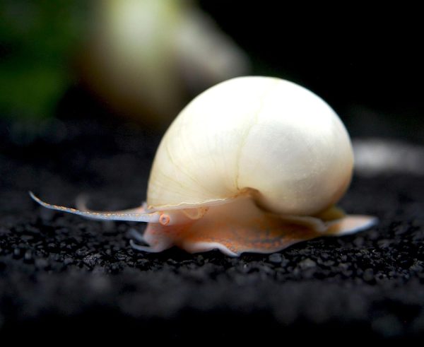 Aquatic Arts 5 Live Ivory Mystery Snails for Freshwater Aquarium | Real Living Glass Fish Tank Clearer | Nano Pets | Natural Decorations - Image 10