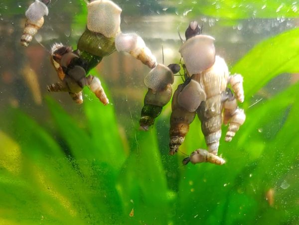 10+ Malaysian Trumpet Snails for Aquariums, Small Tanks or Puffers, Feeder Snails.