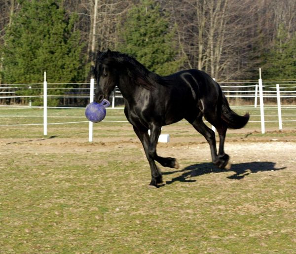 Horsemen's Pride 10" Horse Jolly Ball Purple - Image 4