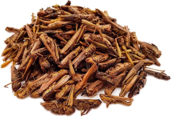 Groovy Grasshoppers - All Natural Healthy High Protein Insect Treat - Chickens, Birds, Hedgehogs, Bluebirds, Reptiles, Sugar Gliders, Opossums, Skunks, Lizards, Fish, Turtles, Amphibians (2.8 oz.) - Image 3