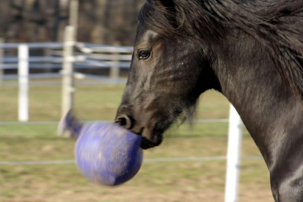 Horsemen's Pride 10" Horse Jolly Ball Purple - Image 3