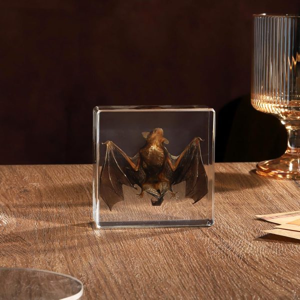 Taxidermy Bat, Real Bat Specimens Animal Specimen in Resin for Science Classroom Science Education, Great Gift for Fans of Taxidermy, Animal Skull, Oddities, Biology(3 x 3 x 1 inch) - Image 4