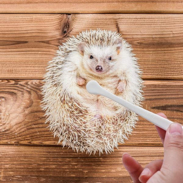 2 Pcs Pet Toothbrush for Hedgehog Small Animal Toothbrush Mini Head Soft Bristles Gentle Pet Toothbrush for Small Pets Dental Care Hedgehog Supplies Hedgehog Grooming Accessories (2 Pack) - Image 7