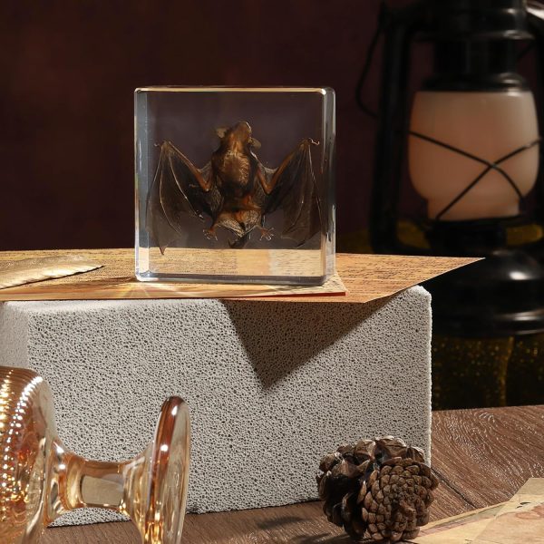 Taxidermy Bat, Real Bat Specimens Animal Specimen in Resin for Science Classroom Science Education, Great Gift for Fans of Taxidermy, Animal Skull, Oddities, Biology(3 x 3 x 1 inch) - Image 8