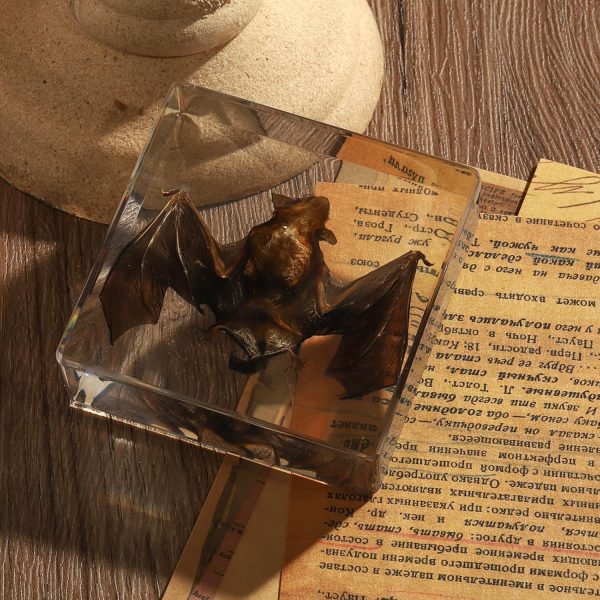 Taxidermy Bat, Real Bat Specimens Animal Specimen in Resin for Science Classroom Science Education, Great Gift for Fans of Taxidermy, Animal Skull, Oddities, Biology(3 x 3 x 1 inch) - Image 7