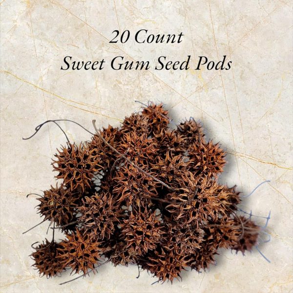 Sweet Gum Tree Seed Pods for Reptiles, Amphibians, Isopds, Terrarium, Bioactive Enclosures, 20 Count of Large 1" - 1.5" Natural and Organic Hand Collected Spikey Balls - Image 4